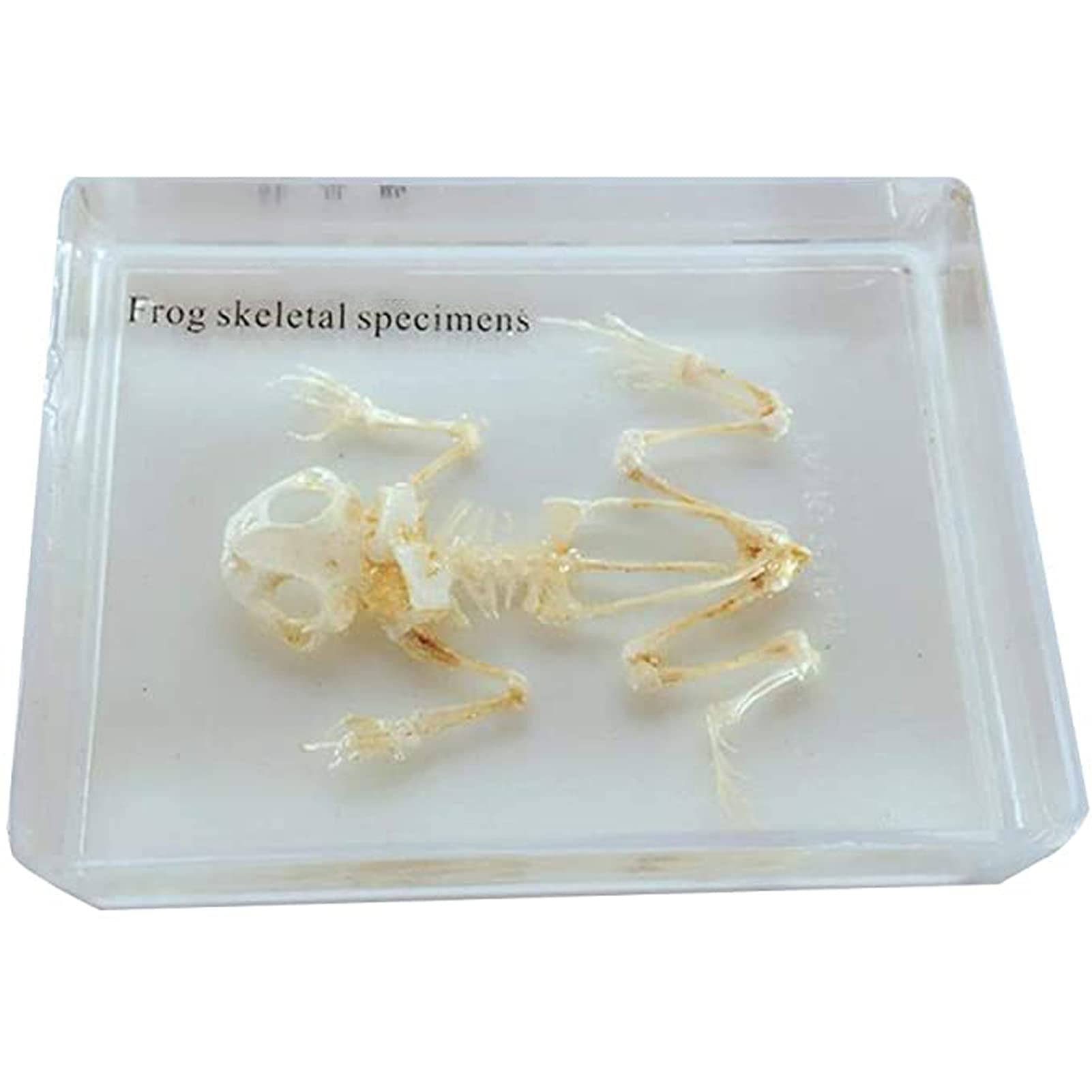 Amazon.co.jp: カエルの骨格標本動物 - 科学教育樹脂動物標本 - 動物の